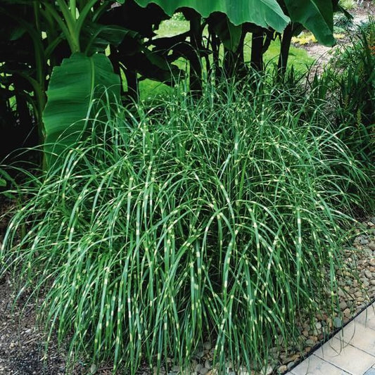 Grass, Little Zebra Maiden