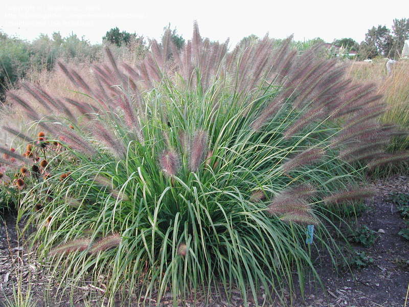 Grass, Red Head Fountain 1g