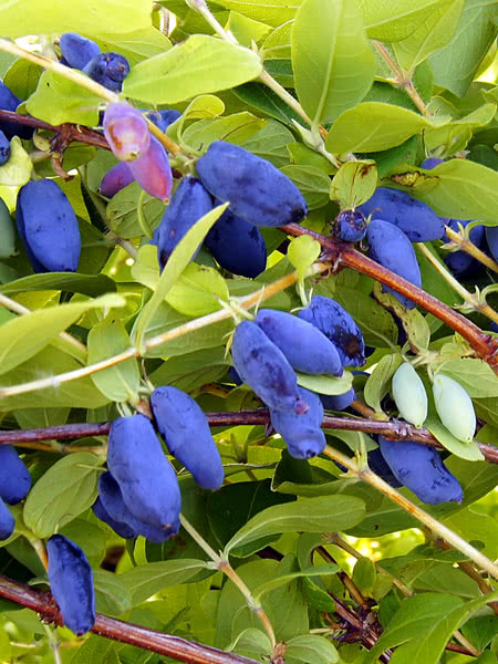 Honeyberry (Haskap), Borealis