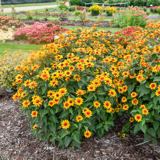False Sunflower, Sundial