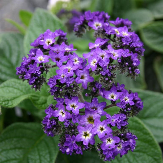 Heliotrope, Midnight Sky