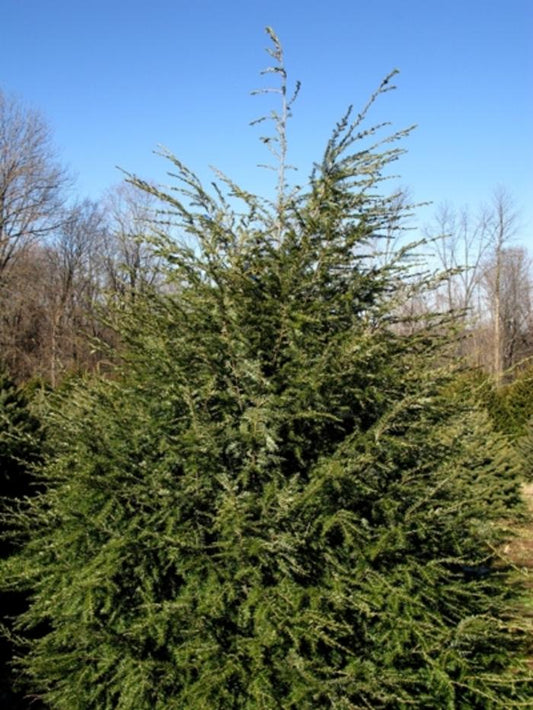 Hemlock, Eastern