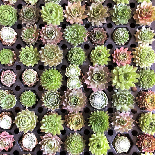 Hens & Chicks, Assorted
