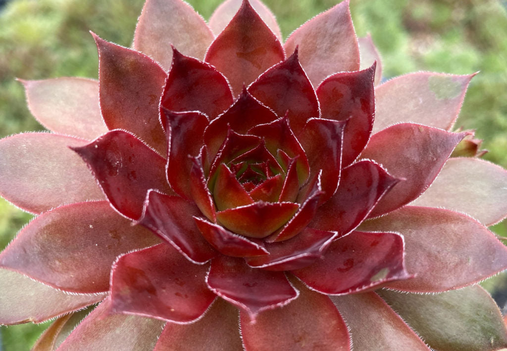 Hens & Chicks, Chicks Charms Cherries Jubilee 1 qt
