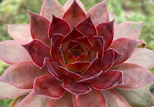 Hens & Chicks, Chicks Charms Cherries Jubilee 1 qt