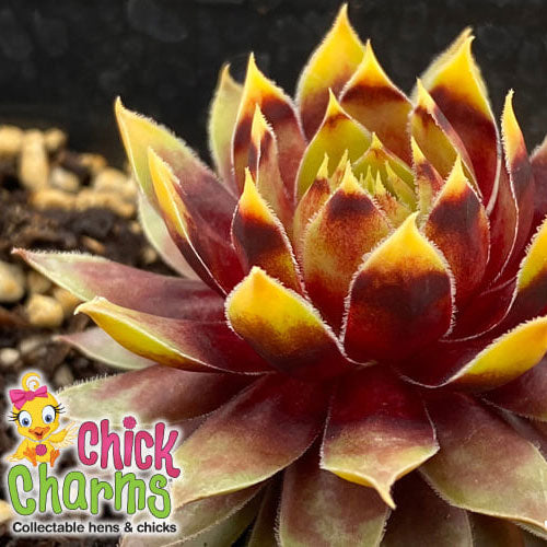 Hens & Chicks, Chicks Charm Gold Rush 1 qt