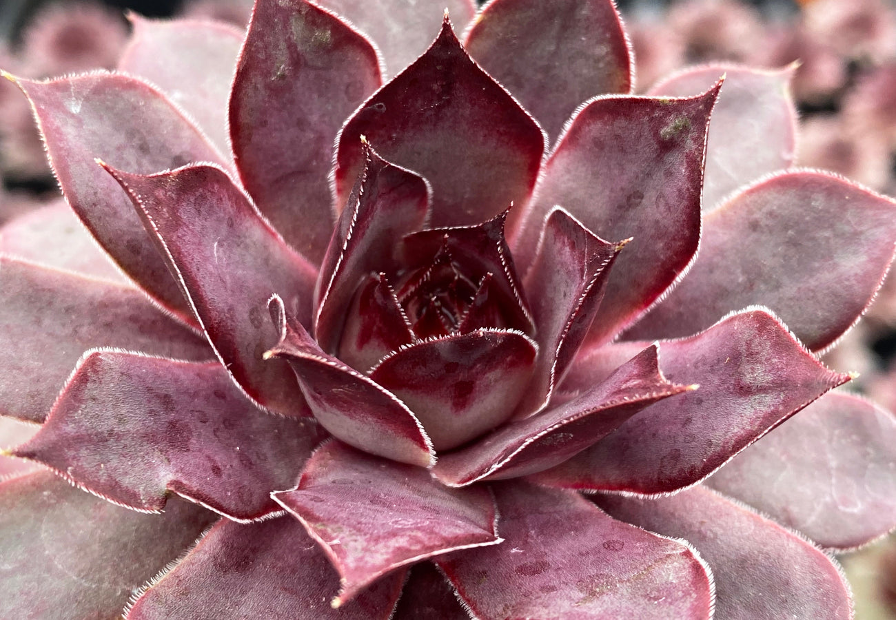Hens & Chicks, Chicks Charm Grape Galaxy 1 qt