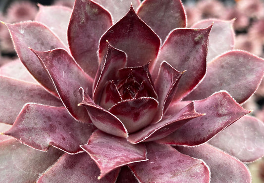 Hens & Chicks, Chicks Charm Grape Galaxy 1 qt