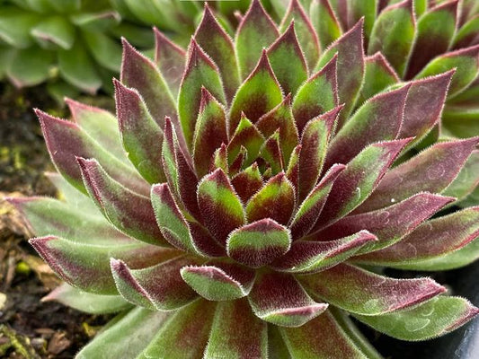 Hens & Chicks, Chicks Charm Mint Chocolate Chip 1 qt