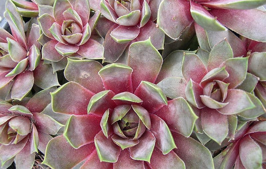 Hens & Chicks, Purple Beauty