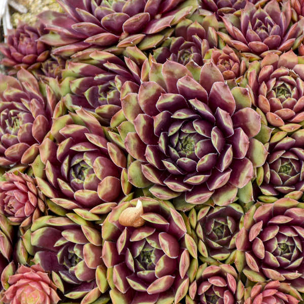 Hens & Chicks, Red Heart