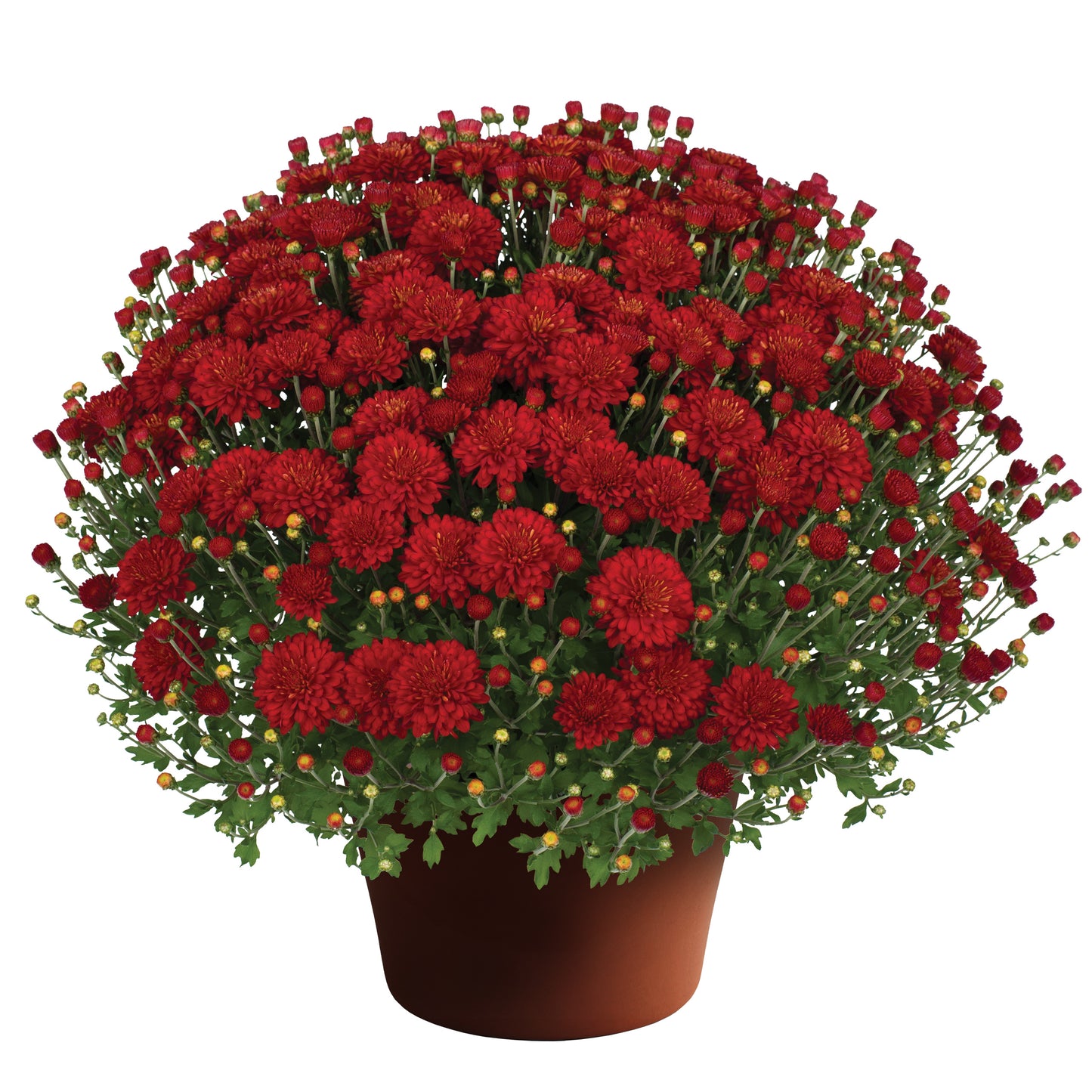 Mums, 15" Assorted Colours