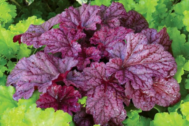 Coral Bells, Berry Smoothie 1 gallon