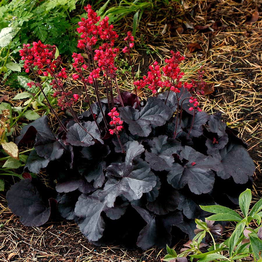 Coral Bells, Black Forest Cake