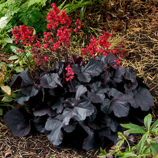 Coral Bells, Black Forest Cake