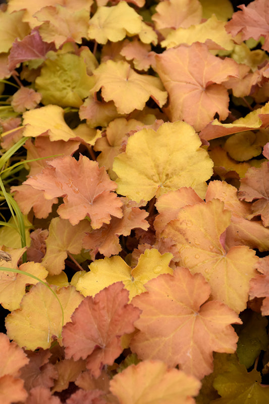 Coral Bells, Caramel