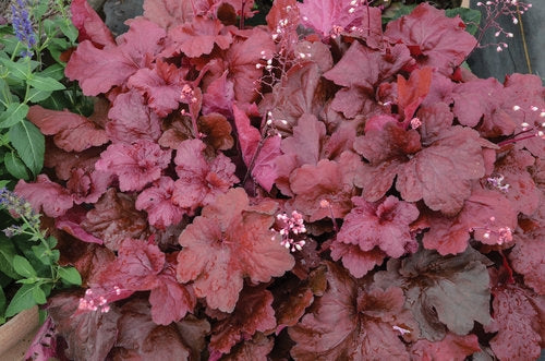 Coral Bells, Fire Alarm