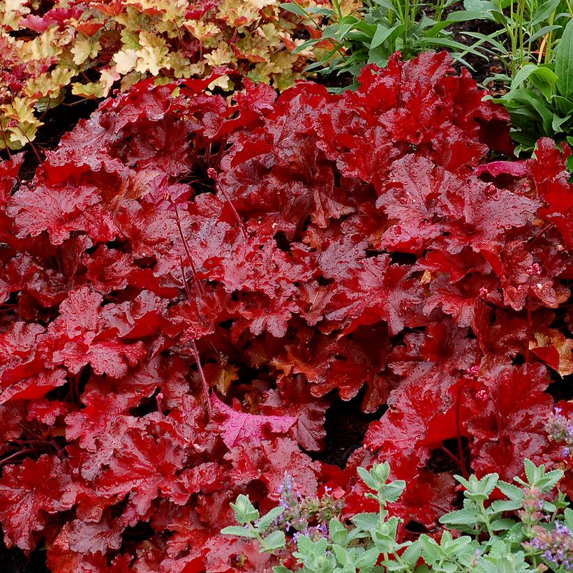 Heuchera, Forever Red 1g