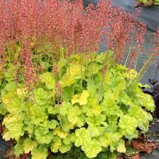 Coral Bells, Northern Exposure Lime