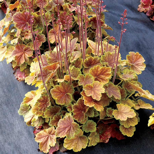 Coral Bells, Northern Exposure Sienna 1g