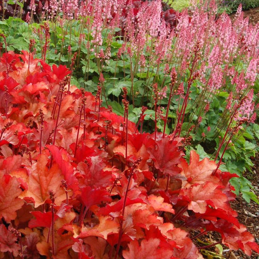 Coral Bells, Peach Flambe