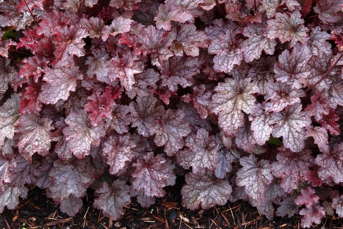 Coral Bells, Plum Pudding
