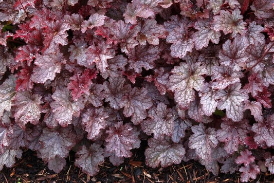 Coral Bells, Plum Pudding
