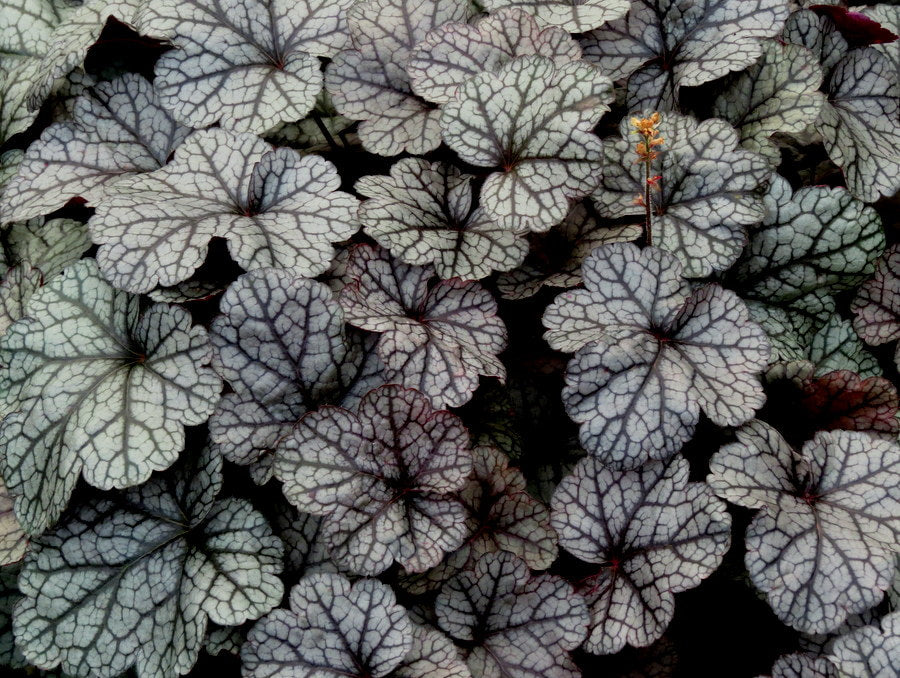 Coral Bells, Silver Scrolls