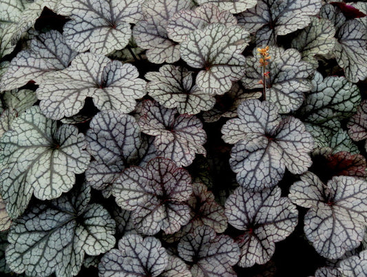 Coral Bells, Silver Scrolls