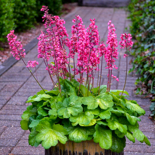 Coral Bells, Timeless Glow