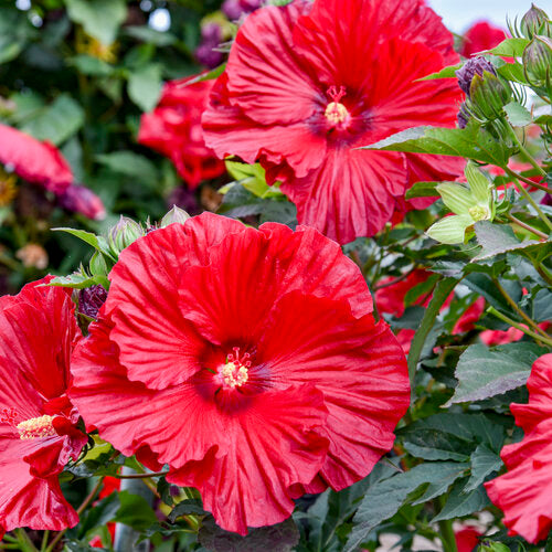 Hibiscus, Summerific Garnet Globes
