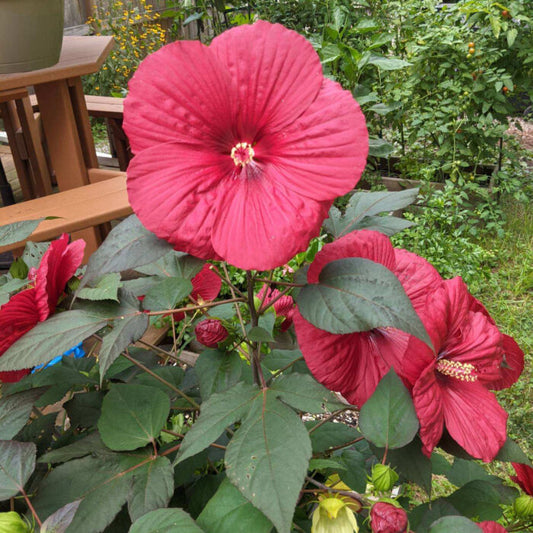 Hibiscus, Moonshadow Carmine