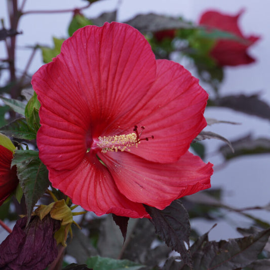 Hibiscus, Moonshadow Morello