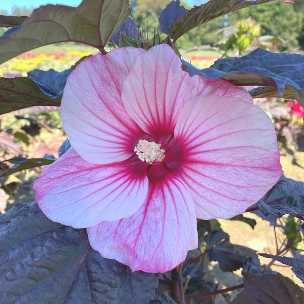 Hibiscus, Moonshadow Rosita