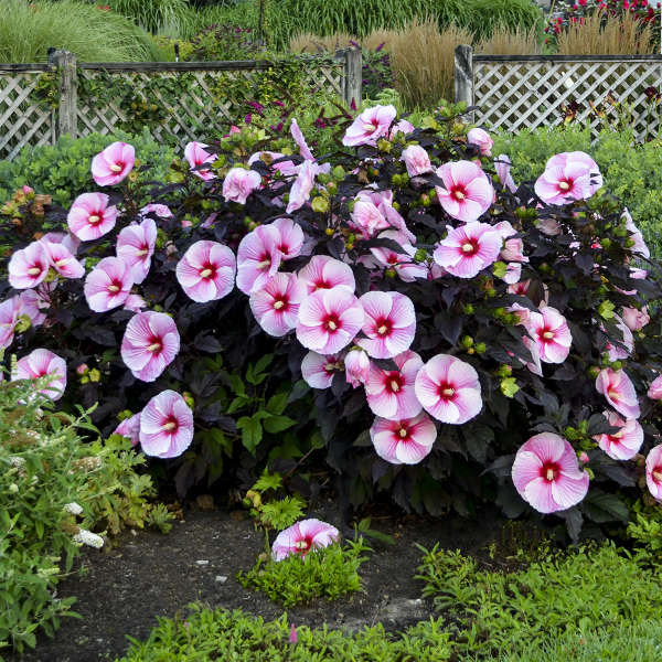 Hibiscus, Starry Starry  Night 2 gallon