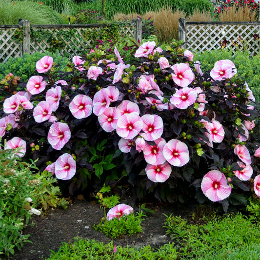 Hibiscus, Starry Starry  Night 2 gallon