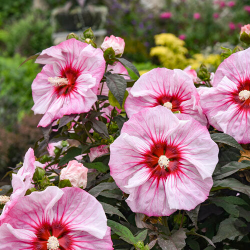 Hibiscus, Summerific Cherry Choco Latte