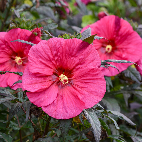 Hibiscus, Summerific Evening Rose 2 gallon