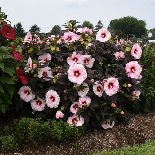 Hibiscus, Summerific Perfect Storm 2g