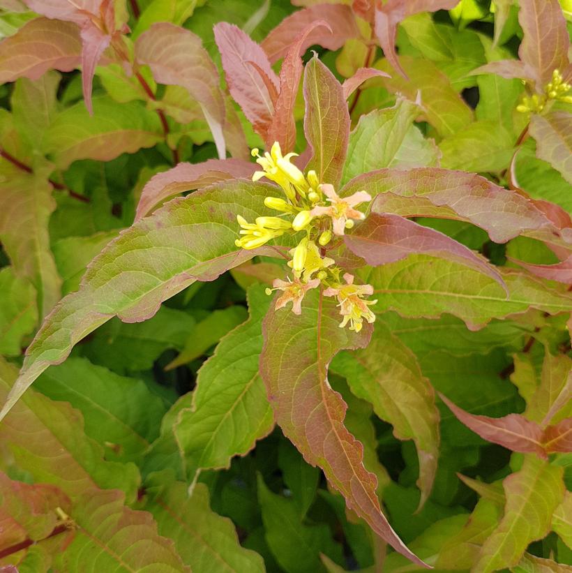 Honeysuckle Bush, Kodiak Orange Dwarf 2g