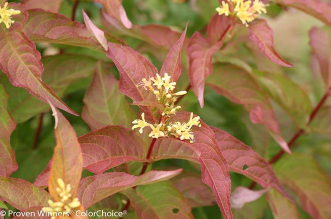 Honeysuckle Bush, Kodiak Red Dwarf 2g