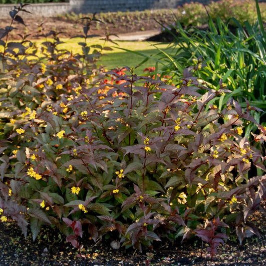 Honeysuckle Bush, Nightglow