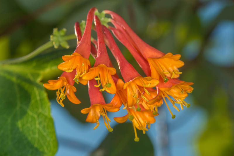 Honeysuckle Vine, Dropmore Scarlet