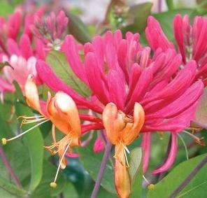 Honeysuckle Vine, Gold Flame 1g