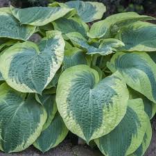 Hosta, American Halo