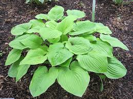 Hosta, August Moon