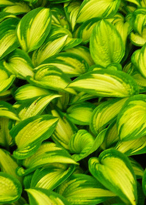 Hosta, Brother Stefan 1g