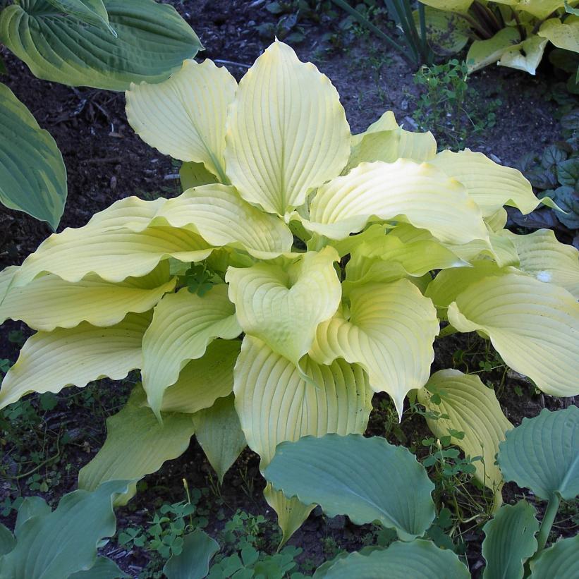 Hosta, Dancing Queen 1g