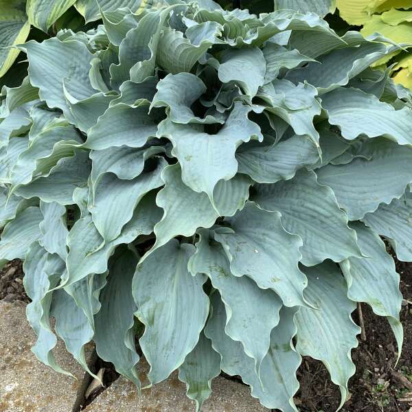 Hosta, Dancing With Dragons 1 qt