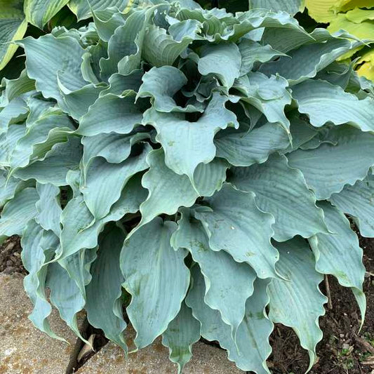 Hosta, Dancing With Dragons 1 qt